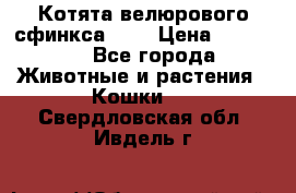 Котята велюрового сфинкса. .. › Цена ­ 15 000 - Все города Животные и растения » Кошки   . Свердловская обл.,Ивдель г.